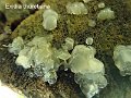 Exidia thuretiana-amf44
